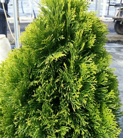Arborvitae Filips Magic Moment